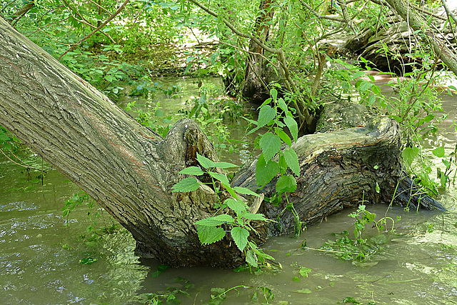 Bodengrün