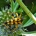 20230720 2709CPw [D~LIP] Flachblättriger Mannstreu (Eryngium planum), Gefleckter Schmalbock (Rutpela maculata), Bad Salzuflen