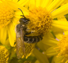 IMG 0156 Bee-1