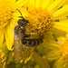 IMG 0156 Bee-1