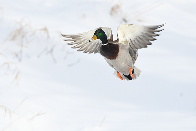 Mallard