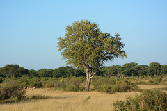 Zimbabwe, South African Savannah in Hwange National Park