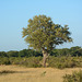 Zimbabwe, South African Savannah in Hwange National Park