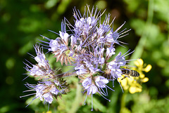 Rainfarn-Phazelie (Phacelia tanacetifolia)