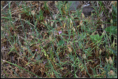 Petrorhagia prolifera (1) Petrorhagia prolifera (1)