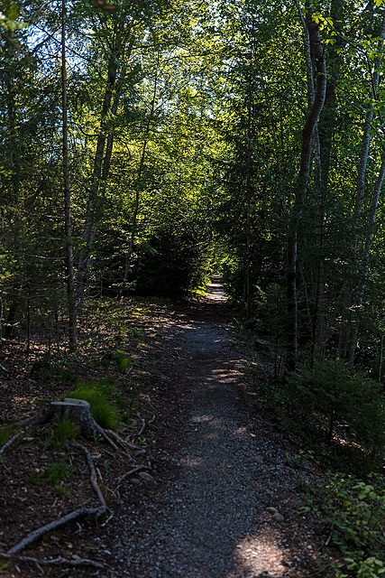 190730 Uttigen-Kiesen sentier