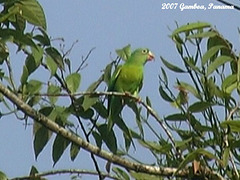42 Green Parakeet in Close Up