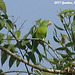 42 Green Parakeet in Close Up