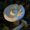 DSC05879 (2) 1 1