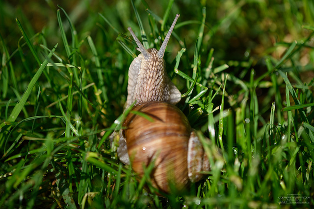 Weinbergschnecke Weinbergschnecke