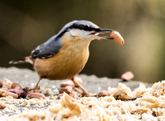 Nuthatches feeding on a table (2)