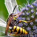 20230720 2714CPw [D~LIP] Flachblättriger Mannstreu (Eryngium planum), Bienenwolf (Philantus triangulum), Bad Salzuflen