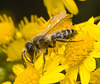 IMG 0161 Bee