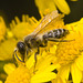 IMG 0161 Bee