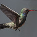 Rare Malheur Hummingbird