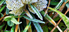 Nachtfrost Nachtfrost