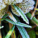 Nachtfrost Nachtfrost