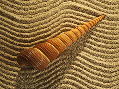 Spiral sea shell