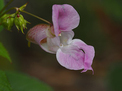 Himalayan Balsam