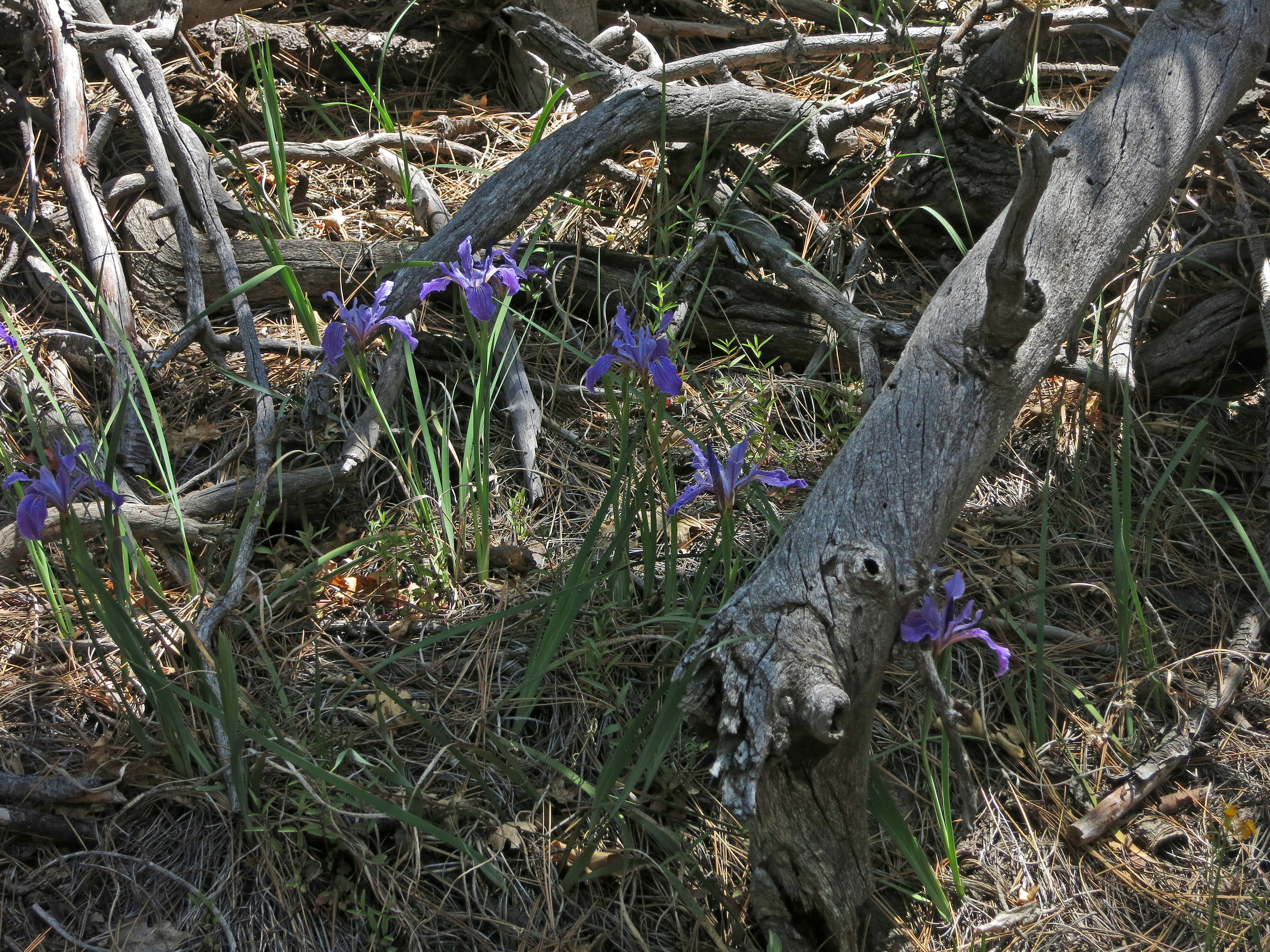 Irises (2717)