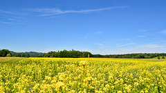 Rapsfeld