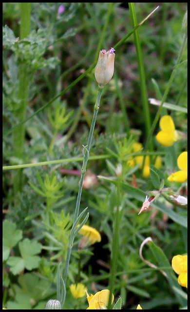 Petrorhagia prolifera  (2)