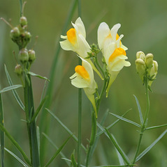 Linaria vulgaris- linaire commune