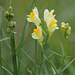 Linaria vulgaris- linaire commune