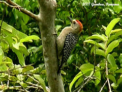 43 Red-crowned Woodpecker (Melanerpes rubricapillus)