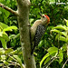 43 Red-crowned Woodpecker (Melanerpes rubricapillus)