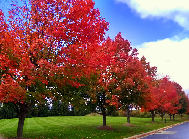 Maple trees behind our local library.