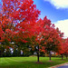 Maple trees behind our local library.