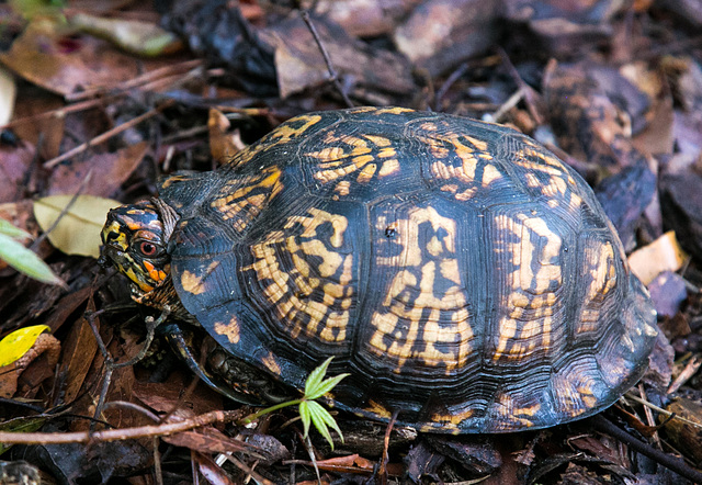 Eastern box turtle