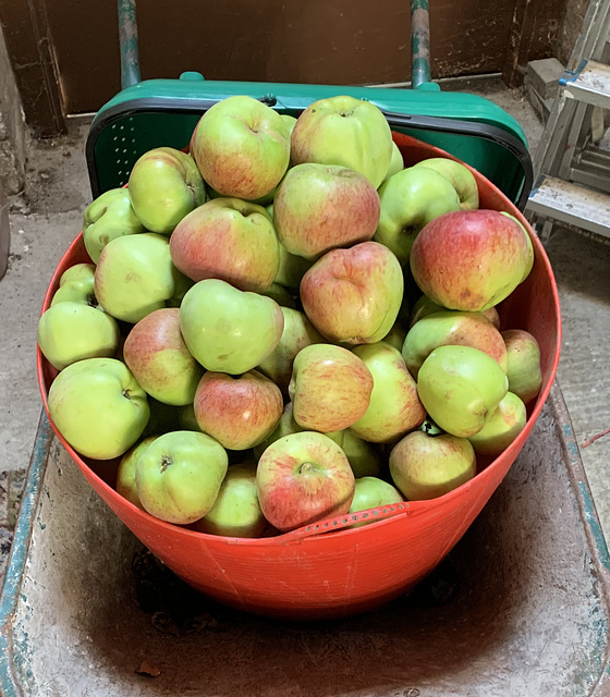 Howgate Wonders - Britain’s largest apple