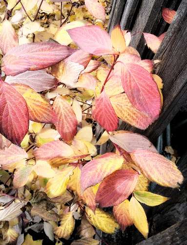 Red stick dogwood