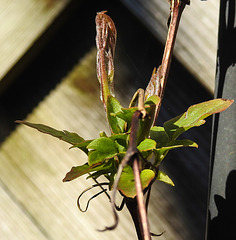 20220302 0237CPw [D~LIP] Waldrebe (Clematis), Bad Salzuflen