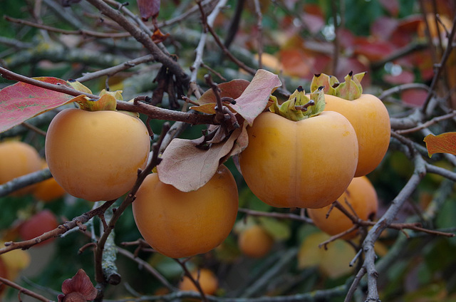 Quel fruit ?