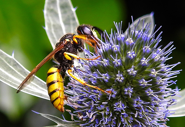 20230720 2716CPw [D~LIP] Flachblättriger Mannstreu (Eryngium planum), Bienenwolf (Philantus triangulum), Bad Salzuflen