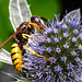 20230720 2716CPw [D~LIP] Flachblättriger Mannstreu (Eryngium planum), Bienenwolf (Philantus triangulum), Bad Salzuflen