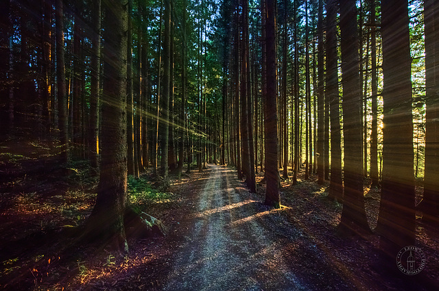 Enchanted forest ++ Im Zauberwald  ++ Taubenberg