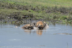 Ngorongoro, Hyenas Devour the Body of a Dead Hippopotamus