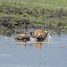 Ngorongoro, Hyenas Devour the Body of a Dead Hippopotamus