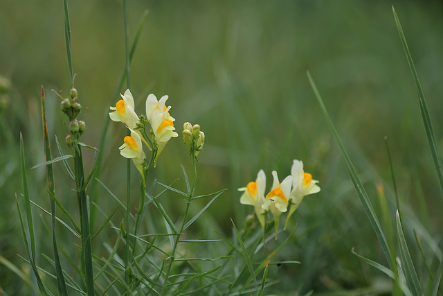 Linaria vulgaris (7)