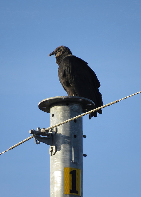 Black vulture 1