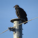 Black vulture 1