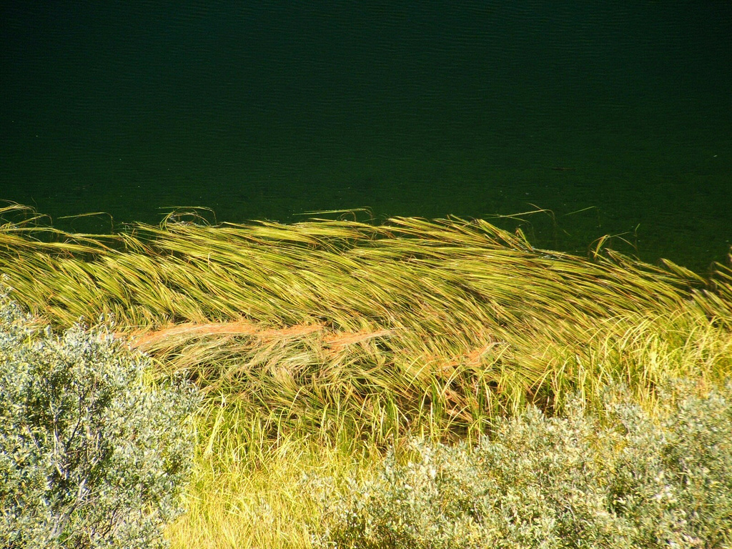 Grassy Fringe Detail