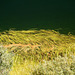 Grassy Fringe Detail