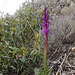 Early Purple Orchid.