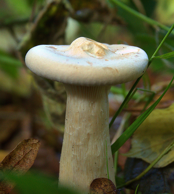 DSC05885 (2) 1 1