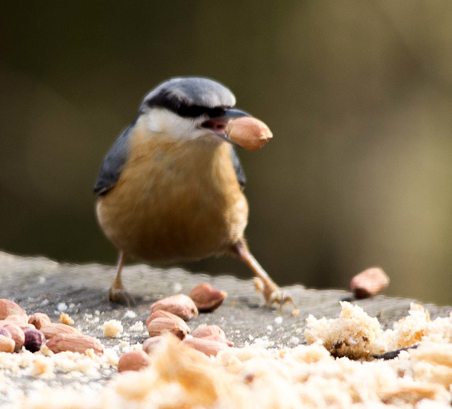 Nuthatches feeding on a table (4)